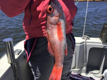 鯛紅丸 釣果