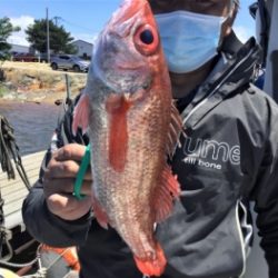 鯛紅丸 釣果