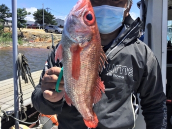 鯛紅丸 釣果