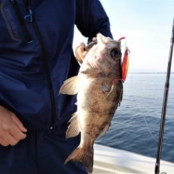 鯛紅丸 釣果