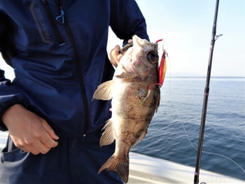 鯛紅丸 釣果