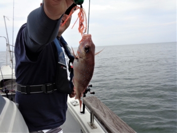 鯛紅丸 釣果