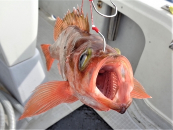 鯛紅丸 釣果