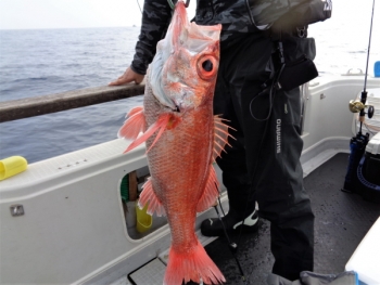 鯛紅丸 釣果