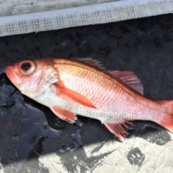 鯛紅丸 釣果