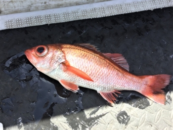 鯛紅丸 釣果