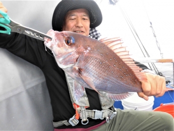 鯛紅丸 釣果