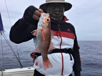 鯛紅丸 釣果