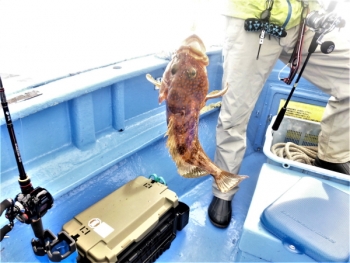 鯛紅丸 釣果