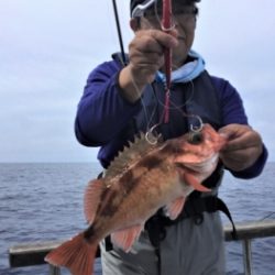 鯛紅丸 釣果