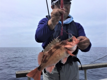 鯛紅丸 釣果