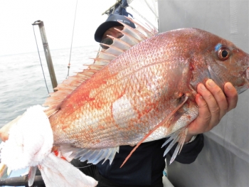 鯛紅丸 釣果