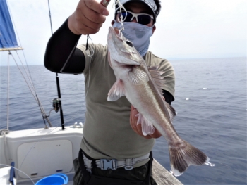 鯛紅丸 釣果