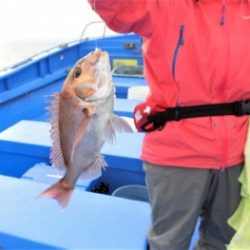 鯛紅丸 釣果