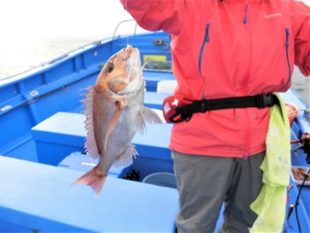 鯛紅丸 釣果