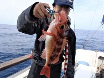 鯛紅丸 釣果