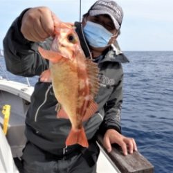 鯛紅丸 釣果