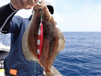 鯛紅丸 釣果