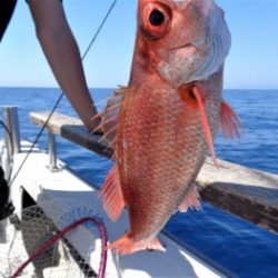 鯛紅丸 釣果