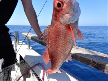 鯛紅丸 釣果