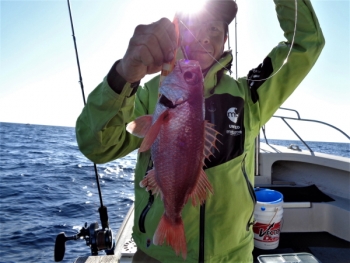鯛紅丸 釣果