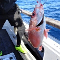 鯛紅丸 釣果