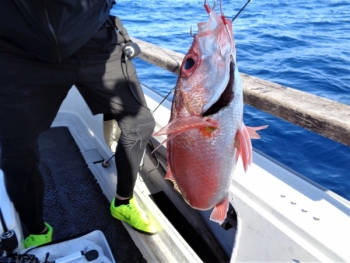 鯛紅丸 釣果