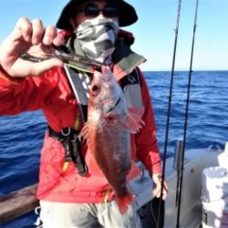 鯛紅丸 釣果