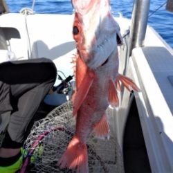 鯛紅丸 釣果