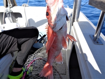 鯛紅丸 釣果
