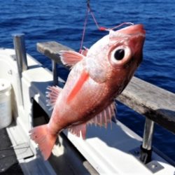 鯛紅丸 釣果