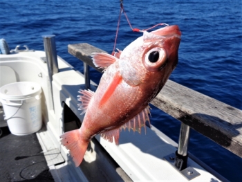 鯛紅丸 釣果
