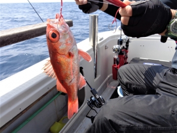 鯛紅丸 釣果