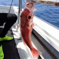 鯛紅丸 釣果