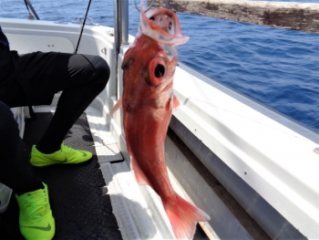 鯛紅丸 釣果