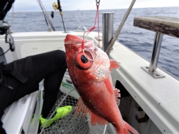 鯛紅丸 釣果