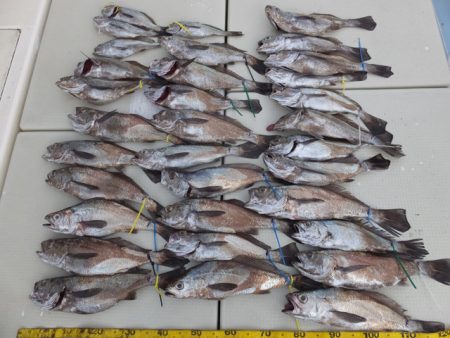 Hit Rush(ヒット ラッシュ） 釣果