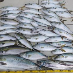 Hit Rush(ヒット ラッシュ） 釣果