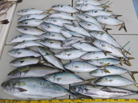 Hit Rush(ヒット ラッシュ） 釣果…