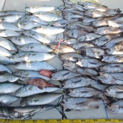 Hit Rush(ヒット ラッシュ) 釣果