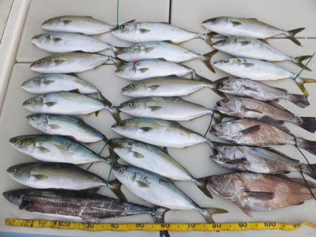 Hit Rush(ヒット ラッシュ） 釣果…