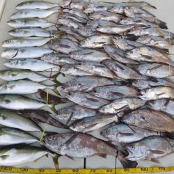 Hit Rush(ヒット ラッシュ) 釣果