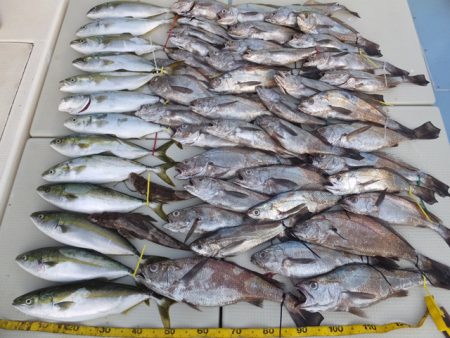 Hit Rush(ヒット ラッシュ） 釣果…