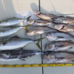 Hit Rush(ヒット ラッシュ) 釣果