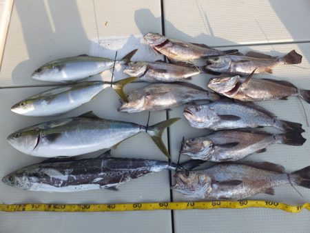 Hit Rush(ヒット ラッシュ） 釣果…