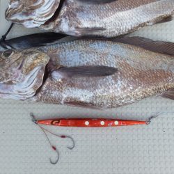 Hit Rush(ヒット ラッシュ) 釣果