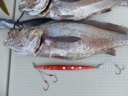 Hit Rush(ヒット ラッシュ) 釣果