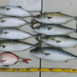 Hit Rush(ヒット ラッシュ) 釣果