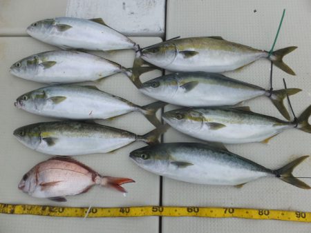 Hit Rush(ヒット ラッシュ） 釣果…