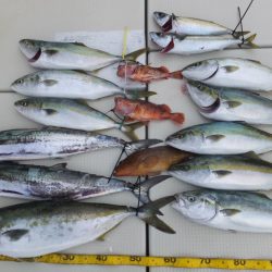 Hit Rush(ヒット ラッシュ) 釣果